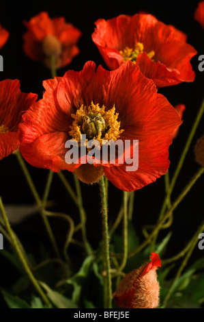 Künstlichen Mohn Blumen aus Stoff Stockfoto