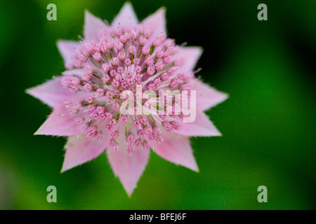 Rosa Astrantia große Stockfoto