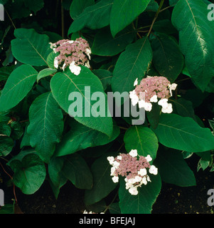 Die Blütenköpfe von rosa und weißen Hortensie Nahaufnahme Stockfoto