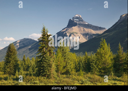 Pilot Mountain und Moose Wiesen, Banff Nationalpark, Alberta, Kanada Stockfoto