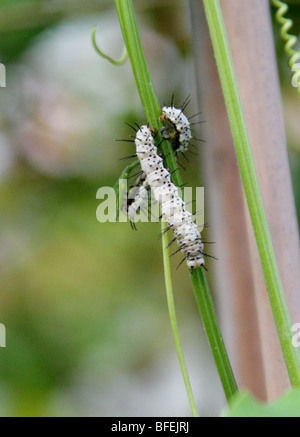 Der Postbote Schmetterling Raupen, Heliconius Melpomene, Nymphalidae, Mittel- und Südamerika. Stockfoto