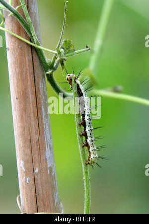 Der Postbote Schmetterling Raupen, Heliconius Melpomene, Nymphalidae, Mittel- und Südamerika. Stockfoto