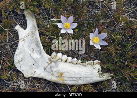 Hirsch-Kiefer und Prärie Krokus (Anenome Patens) im Bow Valley Provincial Park, Alberta, Canada Stockfoto