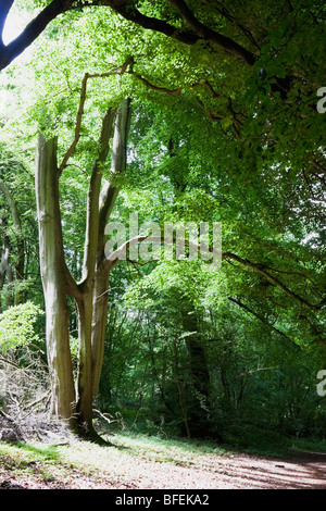 Landschaft rund um Selbourne, Hampshire, England Stockfoto