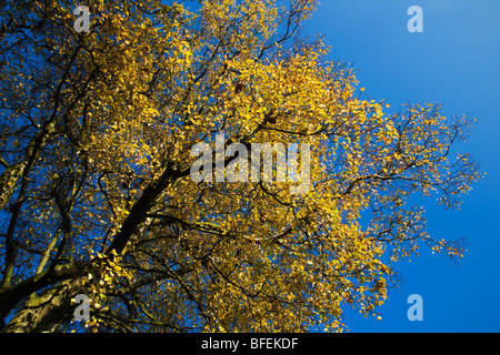 Gelbes Herbstlaub gegen einen blauen Himmel Blubberhouses Yorkshire England Stockfoto