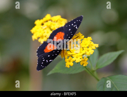 Tarricina Longwing oder Cream-Spotted Tigerwing, Tithorea tarricina pinthias, Nymphalidae. Schwarzer und orangefarbener Nymphalider Schmetterling. Panama, Costa Rica. Stockfoto