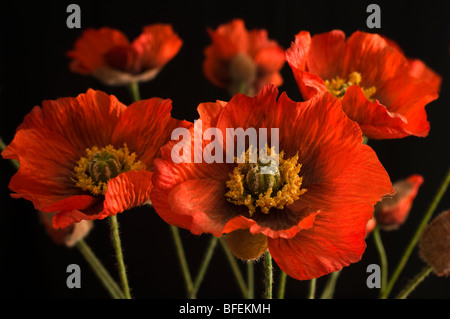 Mohn Kunstblumen Stockfoto