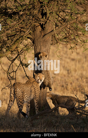 Mutter Gepardin mit jungen bei Sonnenuntergang ein Kletterbaum in die Masai Mara in Kenia Stockfoto