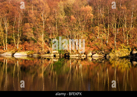 Herbst am Thruscross Stausee Blubberhouses Yorkshire England Stockfoto