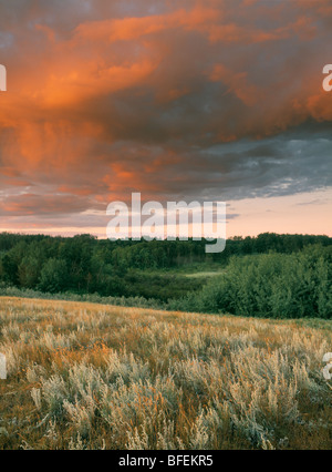 Qu'appelle Valley, Saskatchewan, Kanada Stockfoto