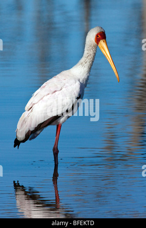 Yellowbilled Stork (Mycteria Ibis) in das Okavango Delta in Botswana Stockfoto