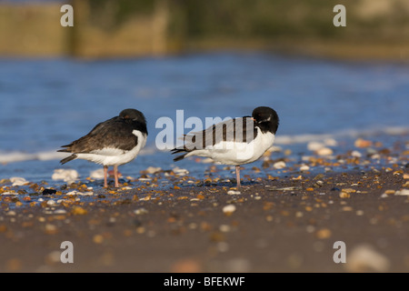 Zwei Austernfischer Haematopus Ostralegus stehend auf kiesiger Strand mit Meer Verteidigung und ruhiger See im Hintergrund, Glamorgan, Wales. Stockfoto