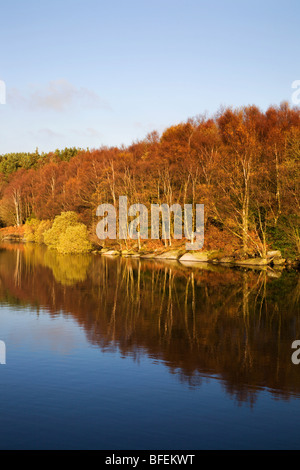 Herbst am Thruscross Stausee Blubberhouses Yorkshire England Stockfoto