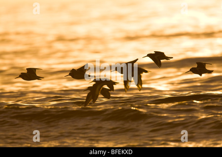 Kleine Herde von Austernfischer Haematopus Ostralegus fliegen gegen Sonnenuntergang, South Uist, äußeren Hebriden, Schottland. Stockfoto