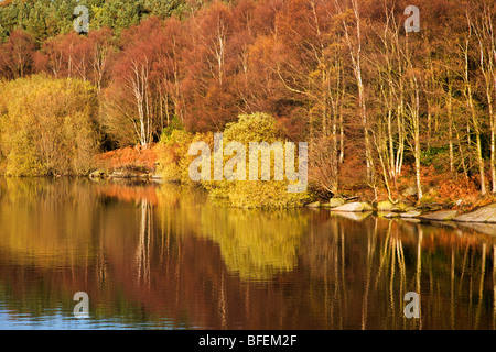 Herbst am Thruscross Stausee Blubberhouses Yorkshire England Stockfoto