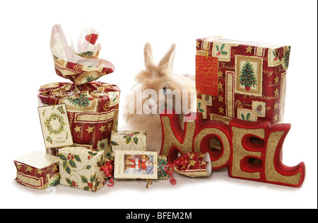 Weihnachten Kaninchen einzelne Erwachsene weibliche Löwenkopf Kaninchen mit Weihnachten präsentiert Studio Stockfoto