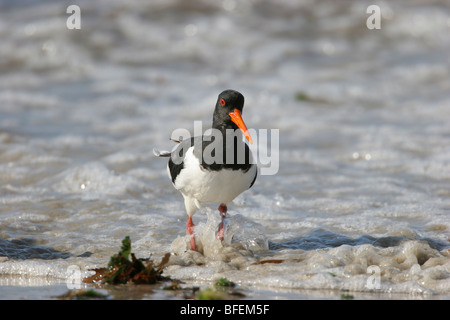 Austernfischer Haematopus Ostralegus stehend im Wasser des Meeres mit Wellen planschen Beine, St Mary, Isles of Scilly, Vereinigtes Königreich. Stockfoto