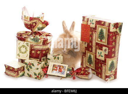 Weihnachten Kaninchen einzelne Erwachsene weibliche Löwenkopf Kaninchen mit Weihnachten präsentiert Studio Stockfoto