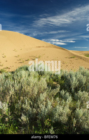 Die großen Sandhügel in der Nähe von Zepter, Saskatchewan, Kanada Stockfoto