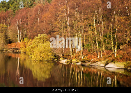 Herbst am Thruscross Stausee Blubberhouses Yorkshire England Stockfoto