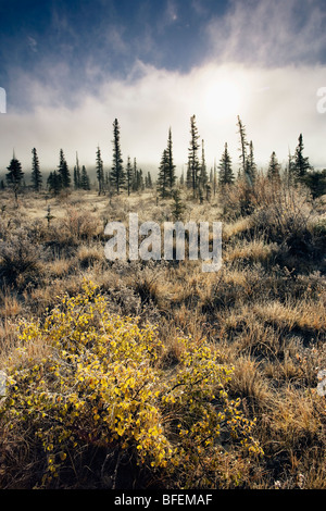 Kootenay Ebenen entlang des North Saskatchewan River, Bighorn Wildland bei Sonnenaufgang mit Nebel und Cloud, Alberta, Kanada Stockfoto