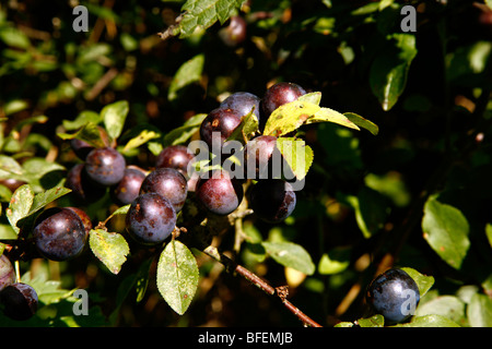 Schlehe Beeren auf den Blackthorn Busch, Thorpe, peak District National Park, Derbyshire, England, UK. Stockfoto