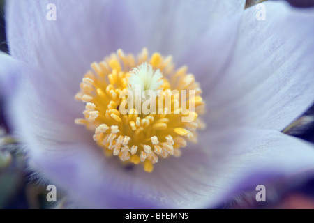 Nahaufnahme der Prärie Krokus (Anenome Patens) im Bow Valley Provincial Park, Kananaskis Country, Alberta, Kanada Stockfoto