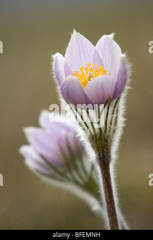 Nahaufnahme der Prärie Krokus (Anenome Patens) im Bow Valley Provincial Park, Kananaskis Country, Alberta, Kanada Stockfoto