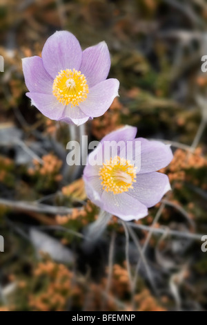 Nahaufnahme der Prärie Krokus (Anenome Patens) im Bow Valley Provincial Park, Kananaskis Country, Alberta, Kanada Stockfoto