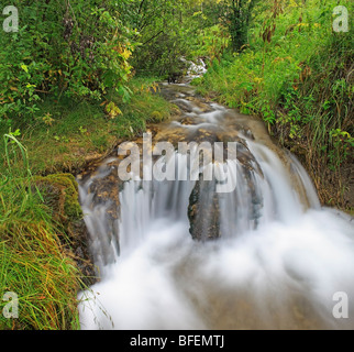 Aspen Wald nach einem Frühlingsregen und Big Hill Creek, Big Hill Springs Provincial Park, Alberta, Kanada Stockfoto