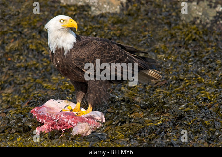 Adult Weißkopfseeadler auf Kadaver, Victoria, Vancouver Island, British Columbia, Kanada Stockfoto