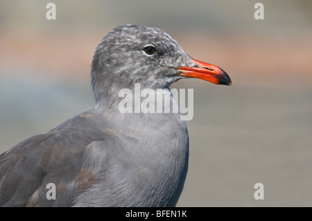 Heermann Möwe (Larus Heermanni) Porträt, Victoria, Vancouver Island, British Columbia, Kanada Stockfoto