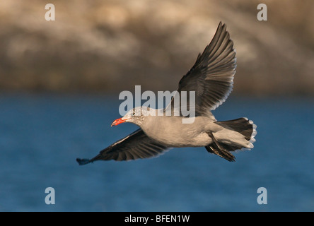 Heermann Möwe (Larus Heermanni) im Flug vom Sooke, Vancouver Island, British Columbia, Kanada Stockfoto