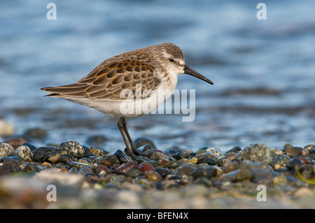 Westlichen Strandläufer (Calidris Mauri) am Strand von Cordova Spieß, Saanichton, Vancouver Island, British Columbia, Kanada Stockfoto