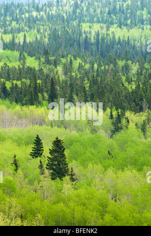 Mischwald, Bow Valley Provincial Park, Kananaskis Country, Alberta, Kanada Stockfoto