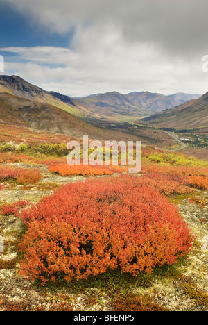 Zwerg-Weide (Salix Herbacea) Busch, Tombstone Territorial Park, Yukon Territorium, Kanada Stockfoto