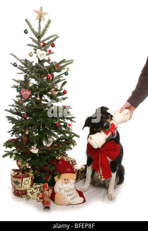 Weihnachten Hund einzigen Erwachsenen Rüden immer einen Knochen präsentieren Studio Stockfoto