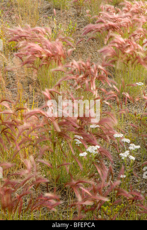 Fuchsschwanz Gerste (Hordeum Jubatum) und gemeinsame Schafgarbe (Achillea Millefolium), Yukon Territorium, Kanada Stockfoto