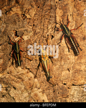 Östlichen Lümmel Heuschrecken, Romalea Guttata (Romalea Microptera) Romaleidae, Orthopteren, Süden der USA. Stockfoto