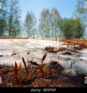 Fawn Lilien Knospen erscheinen unter dem Schnee. Altai, Sibirien, Russland Stockfoto