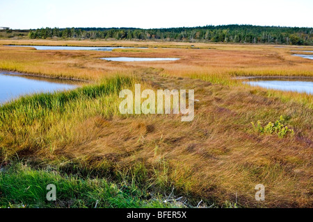 Salz-Sumpf, Cape St. Mary's Ecological Reserve, Nova Scotia, Kanada Stockfoto