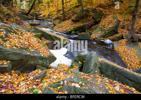 Schleifstein Creek im Herbst, Niagara Escarpment, Bruce Trail, Hamilton, Ontario, Kanada Stockfoto