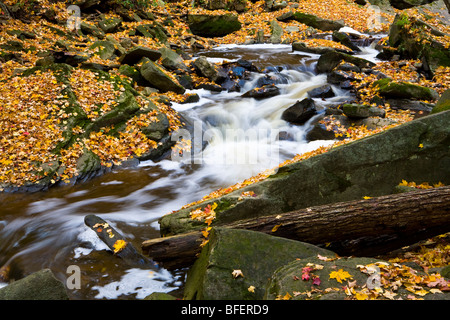 Schleifstein Creek im Herbst, Niagara Escarpment, Bruce Trail, Hamilton, Ontario, Kanada Stockfoto