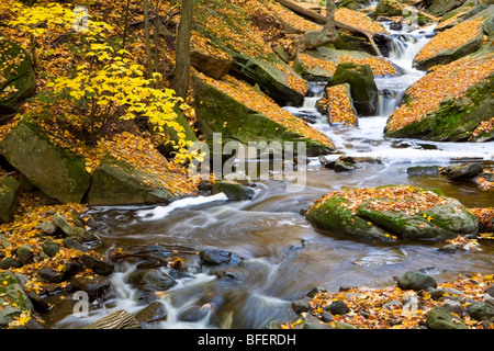 Schleifstein Creek im Herbst, Niagara Escarpment, Bruce Trail, Hamilton, Ontario, Kanada Stockfoto