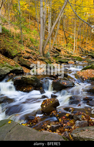 Schleifstein Creek im Herbst, Niagara Escarpment, Bruce Trail, Hamilton, Ontario, Kanada Stockfoto