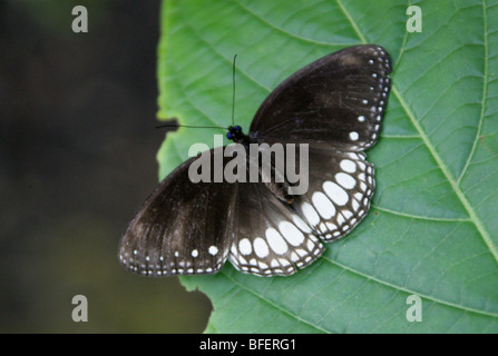 Schwarz und weiß Nymphalid Schmetterling, Nymphalidae. Stockfoto