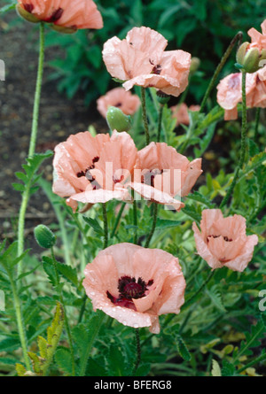 Nahaufnahme von einem rosa Orientalischer Mohn. Stockfoto