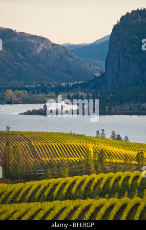 Blue Mountain Vineyard im Herbst, Okanagan Falls, Okanagan Valley, British Columbia, Kanada Stockfoto