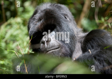 Silverback Mountain Gorilla sitzend mit verschränkten Armen beobachten die Touristen beobachtete ihn im Parc Des Volcans Ruanda Stockfoto