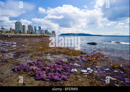 Lila Seestern am Strand, West Vancouver, Britisch-Kolumbien, Kanada Stockfoto